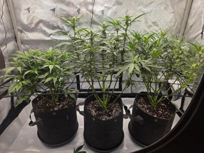 Project: Tropical Punch Run. Week 6