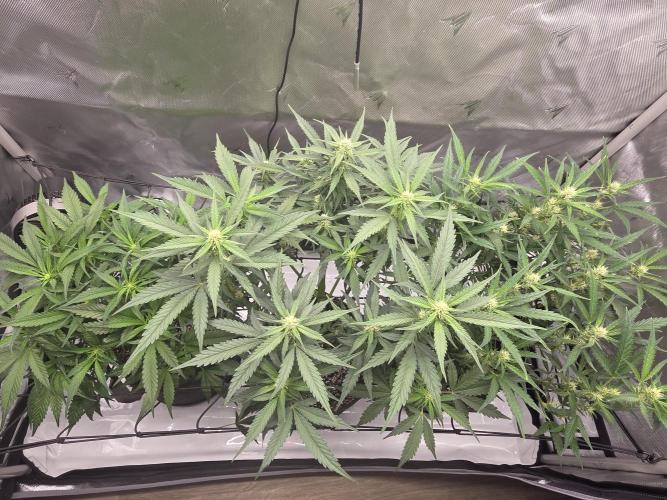 Project: Tropical Punch Run. Week 6