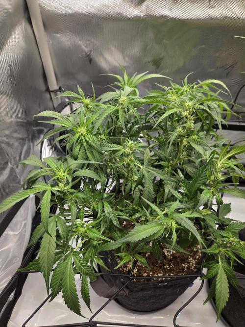 Project: Tropical Punch Run. Week 6