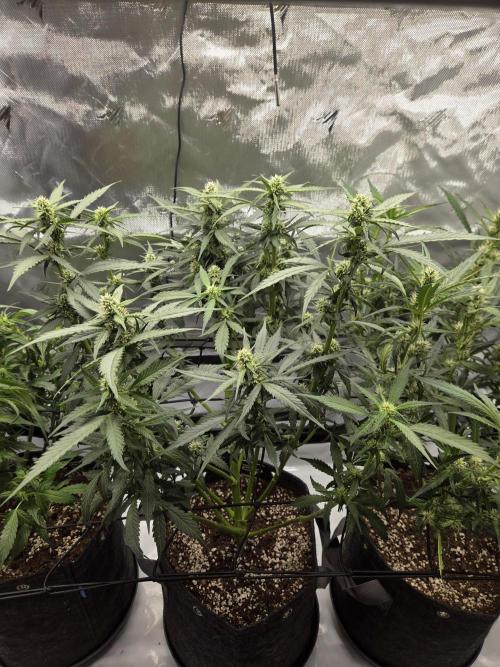 Project: Tropical Punch Run. Week 6