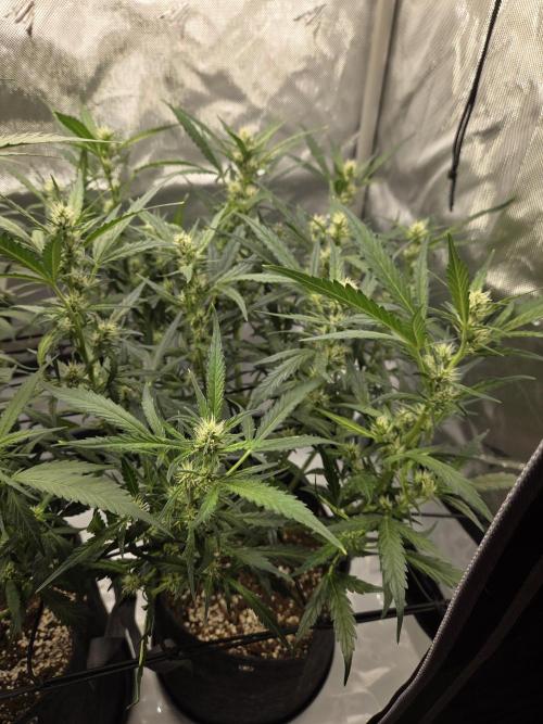 Project: Tropical Punch Run. Week 6