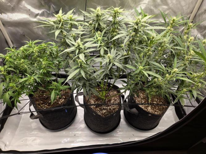 Project: Tropical Punch Run. Week 6