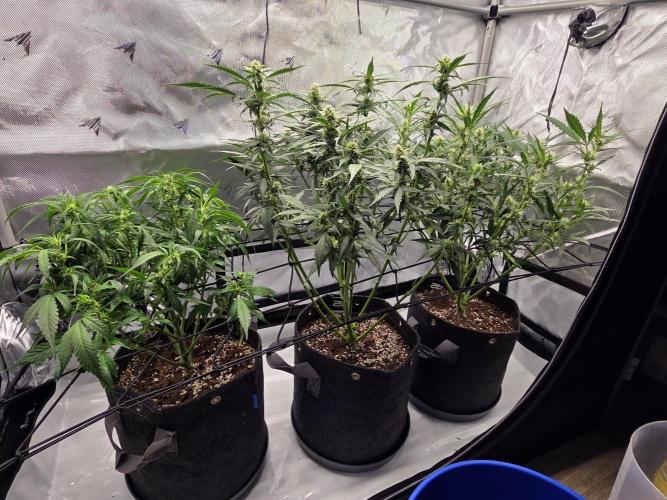 Project: Tropical Punch Run. Week 6