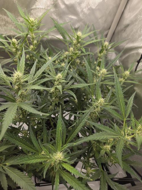 Project: Tropical Punch Run. Week 6