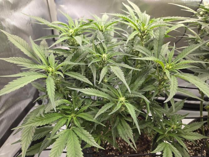 Project: Tropical Punch Run. Week 6