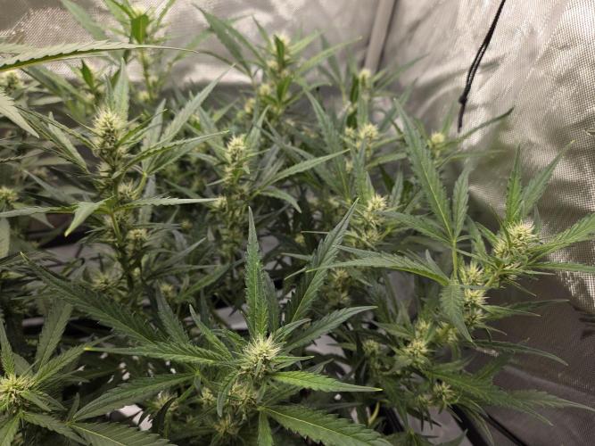 Project: Tropical Punch Run. Week 6