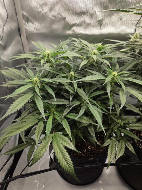 Project: Tropical Punch Run. Week 7
