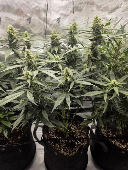 Project: Tropical Punch Run. Week 7