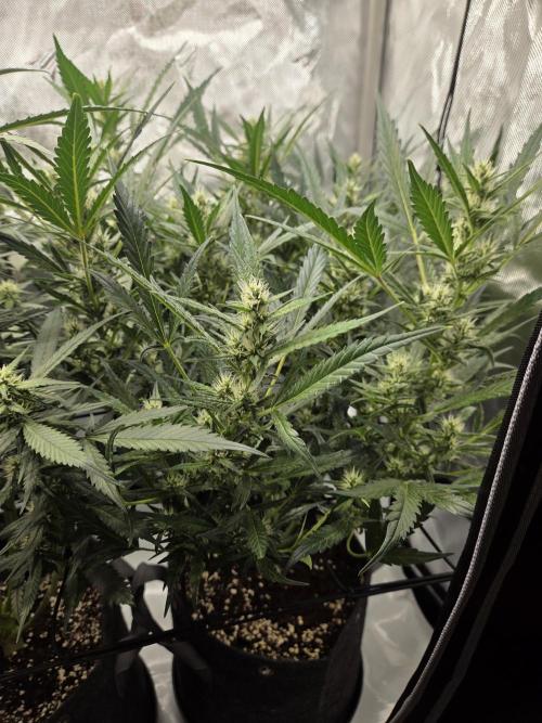 Project: Tropical Punch Run. Week 7