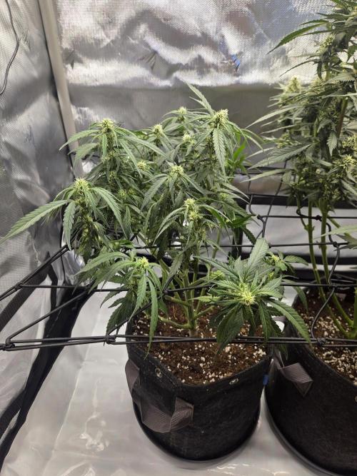 Project: Tropical Punch Run. Week 7