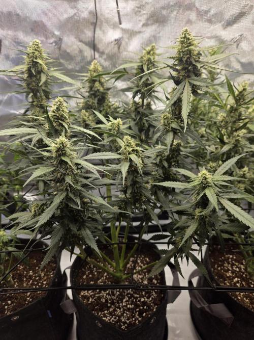 Project: Tropical Punch Run. Week 7