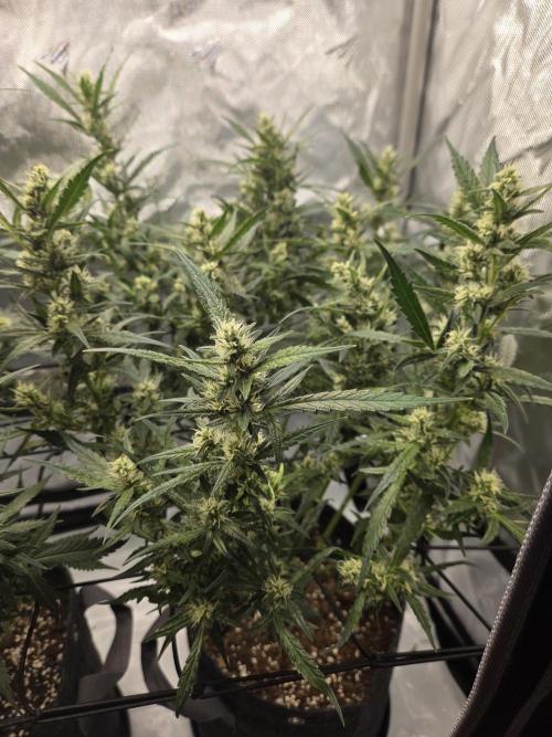 Project: Tropical Punch Run. Week 7