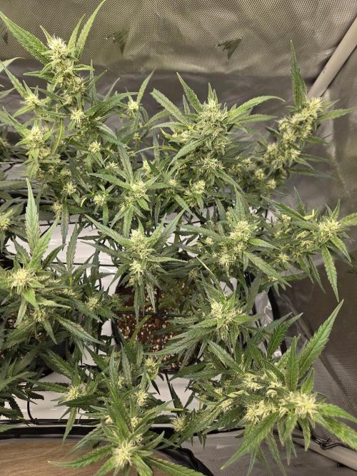 Project: Tropical Punch Run. Week 7
