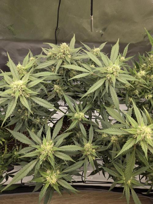 Project: Tropical Punch Run. Week 7