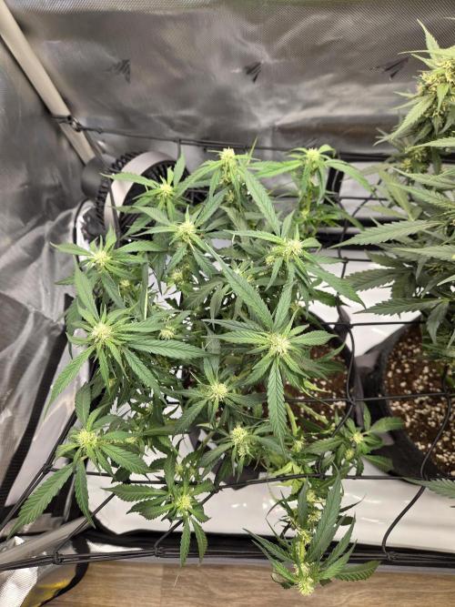 Project: Tropical Punch Run. Week 7