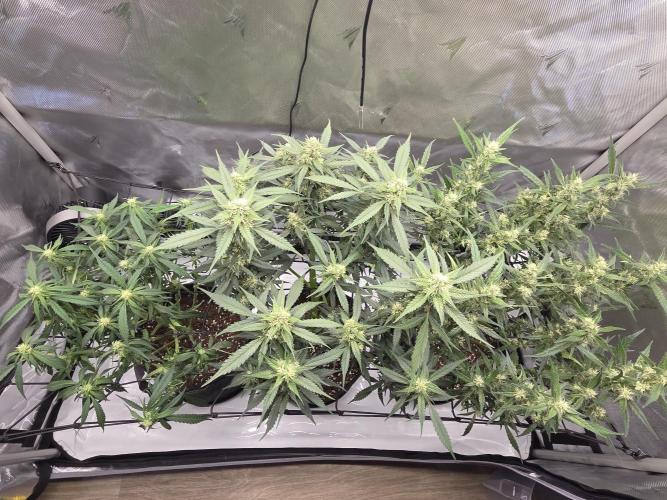 Project: Tropical Punch Run. Week 7