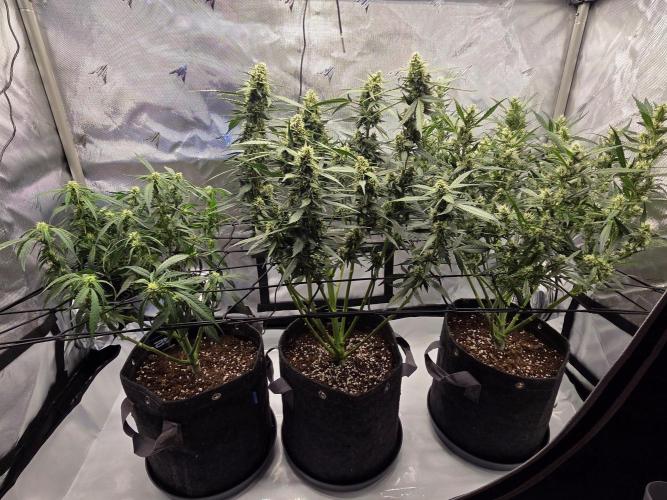 Project: Tropical Punch Run. Week 7