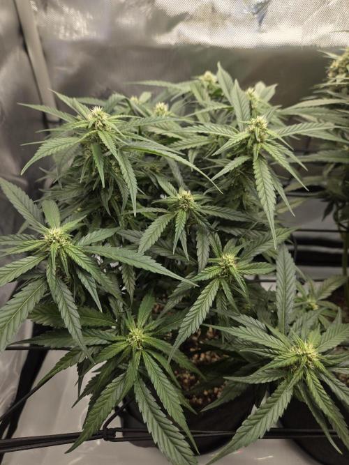Project: Tropical Punch Run. Week 8