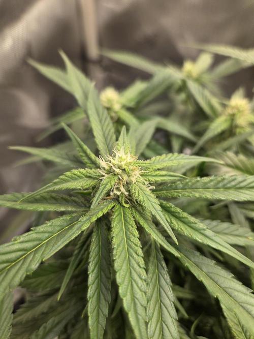 Project: Tropical Punch Run. Week 8