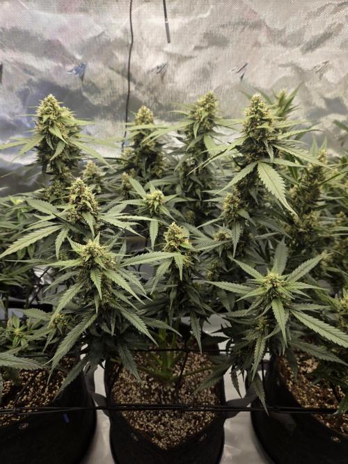 Project: Tropical Punch Run. Week 8
