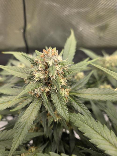 Project: Tropical Punch Run. Week 8
