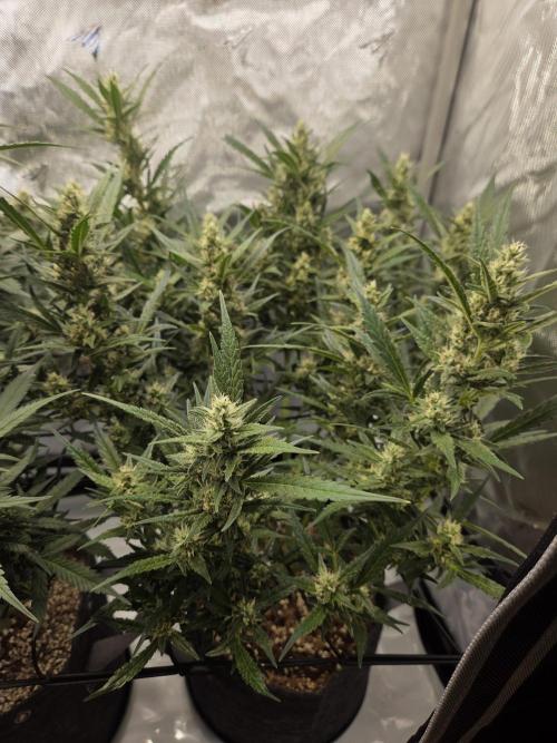 Project: Tropical Punch Run. Week 8