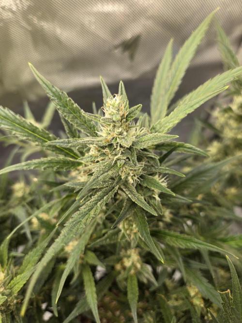 Project: Tropical Punch Run. Week 8