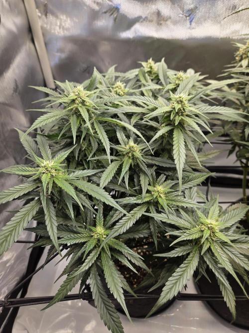 Project: Tropical Punch Run. Week 8