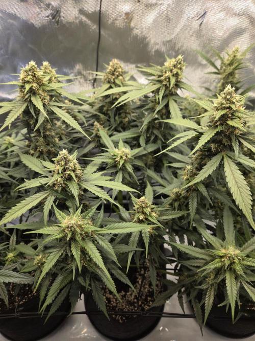 Project: Tropical Punch Run. Week 8
