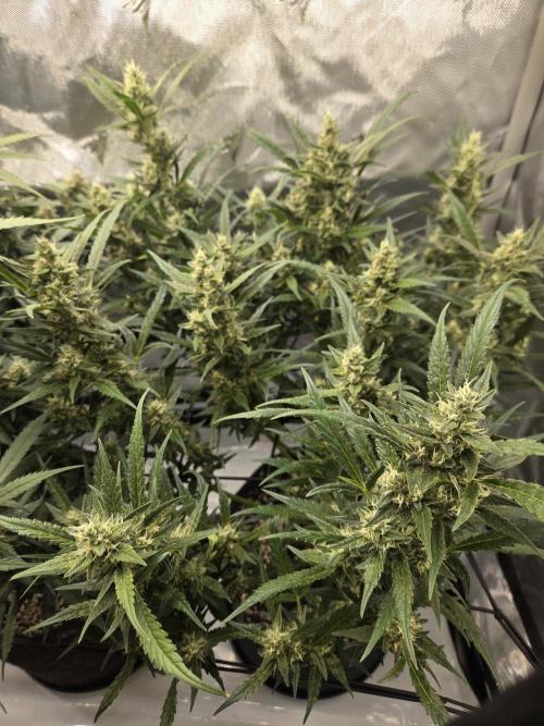 Project: Tropical Punch Run. Week 8