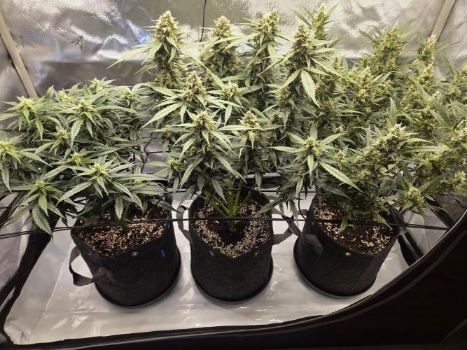Project: Tropical Punch Run. Week 8