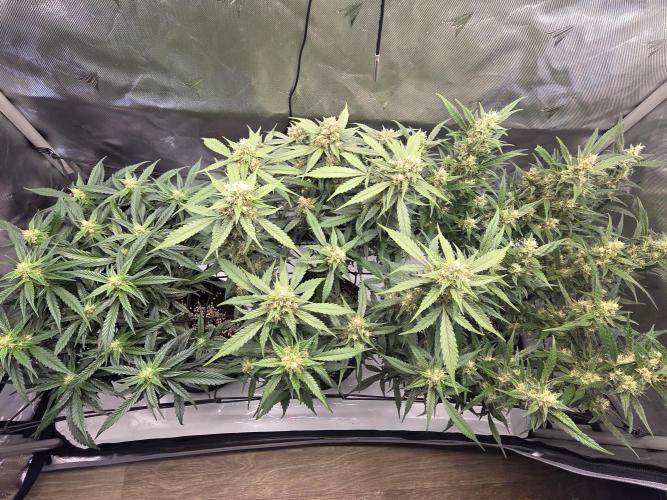 Project: Tropical Punch Run. Week 8