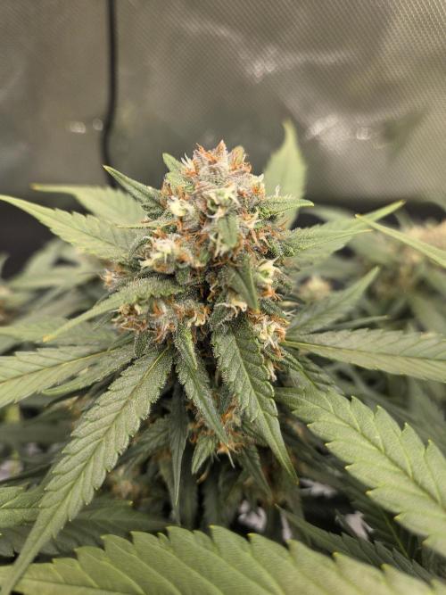 Project: Tropical Punch Run. Week 8