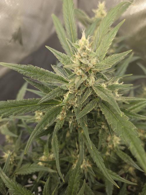 Project: Tropical Punch Run. Week 8