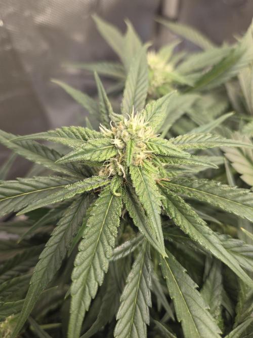 Project: Tropical Punch Run. Week 8