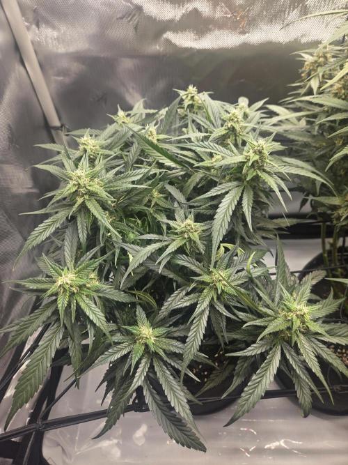 Project: Tropical Punch Run. Week 9