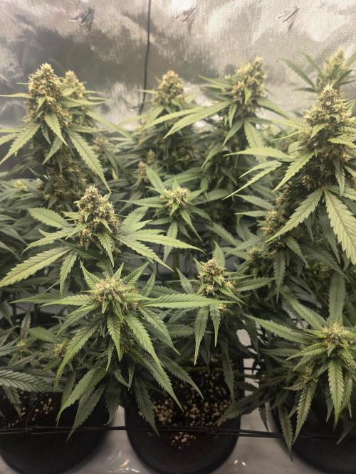 Project: Tropical Punch Run. Week 9