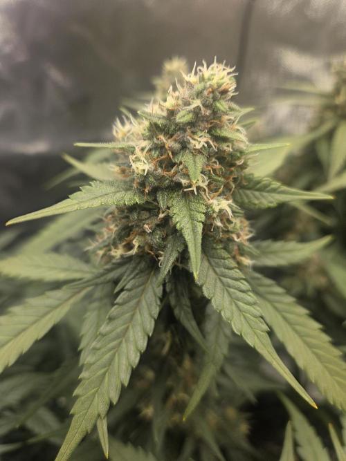 Project: Tropical Punch Run. Week 9