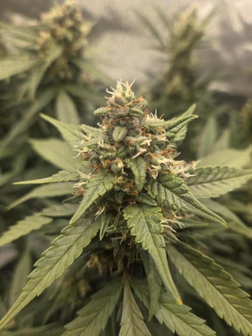 Project: Tropical Punch Run. Week 9