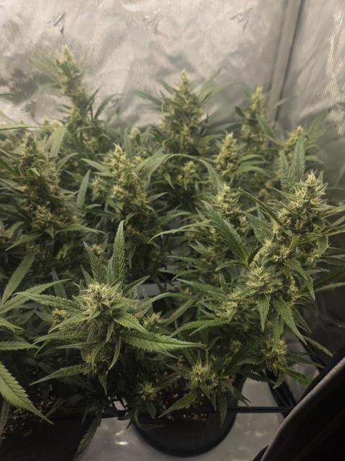Project: Tropical Punch Run. Week 9