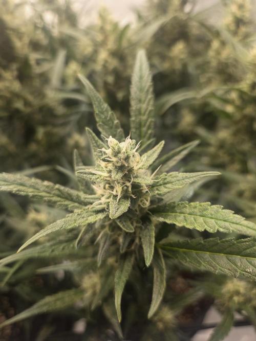 Project: Tropical Punch Run. Week 9
