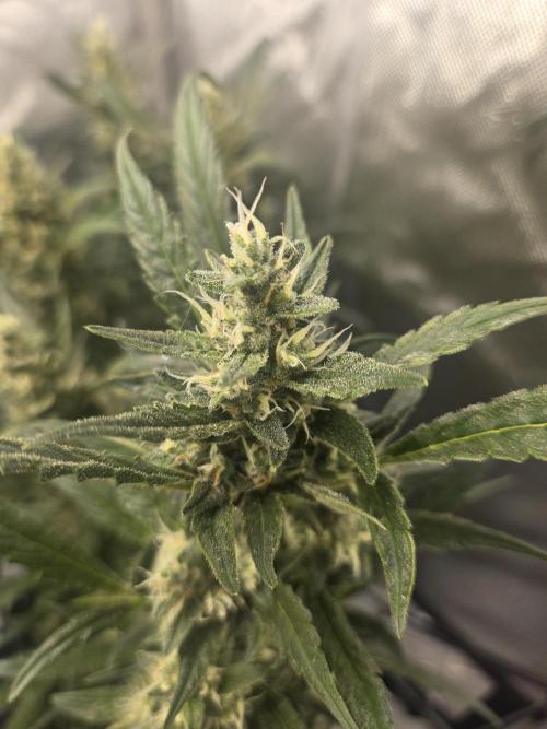 Project: Tropical Punch Run. Week 9