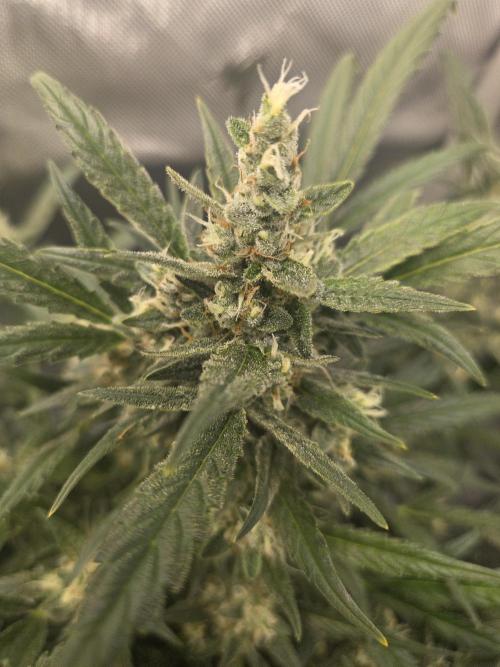 Project: Tropical Punch Run. Week 9