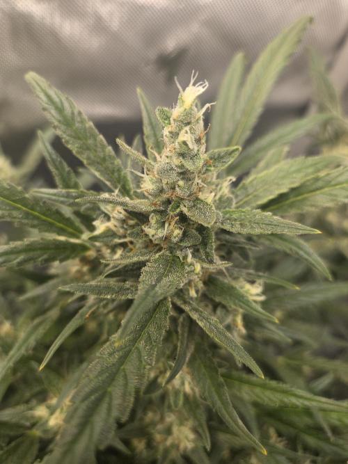 Project: Tropical Punch Run. Week 9