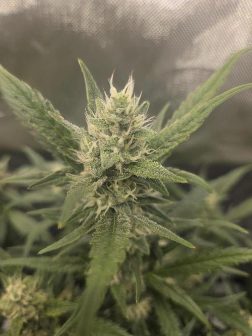 Project: Tropical Punch Run. Week 9