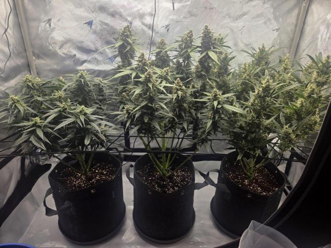 Project: Tropical Punch Run. Week 9