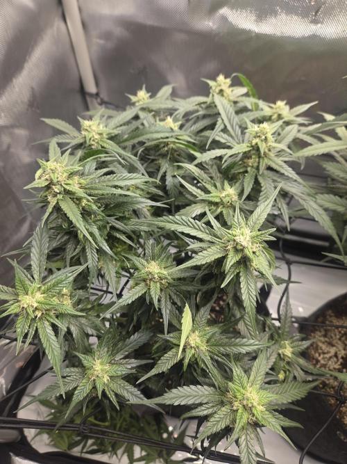 Project: Tropical Punch Run. Week 9