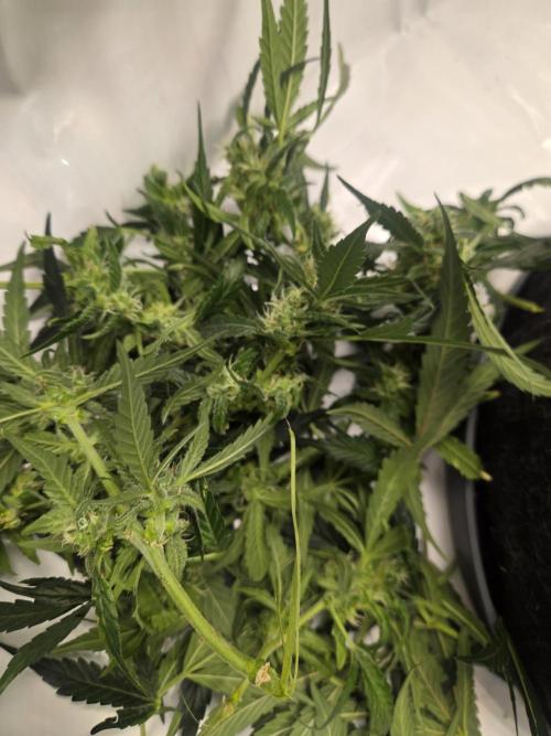 Project: Tropical Punch Run. Week 9
