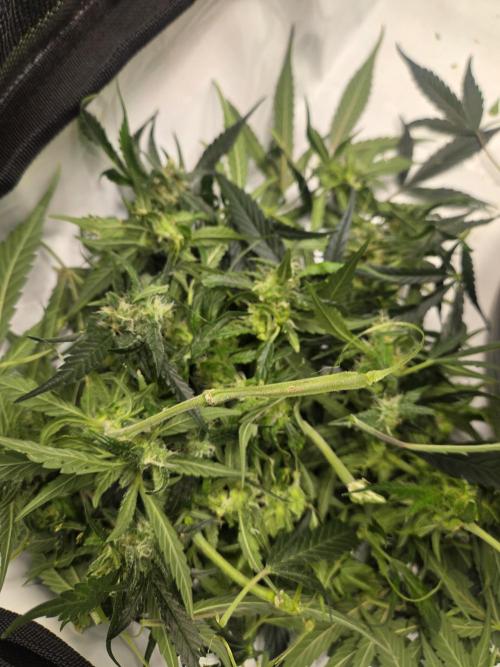 Project: Tropical Punch Run. Week 9