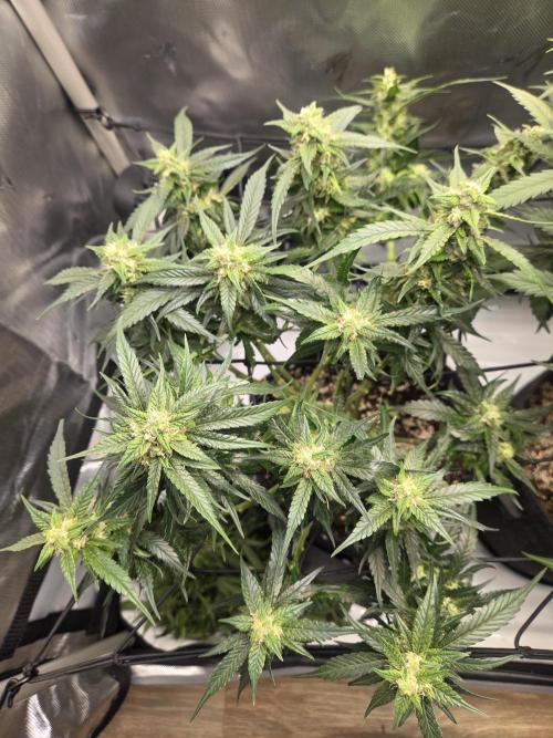 Project: Tropical Punch Run. Week 9